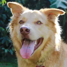 Uśmiechnięty pies rasy golden labs z wystawionym językiem, na tle zieleni.