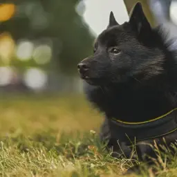 Czarny schipperke leży na trawie, jego cena może być różna w zależności od hodowli.