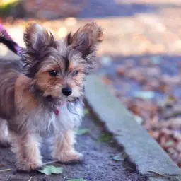Uroczy mieszaniec yorka z chihuahua, z puszystym ogonkiem i wielkimi uszami, spaceruje na różowej smyczy po jesiennej ścieżce.