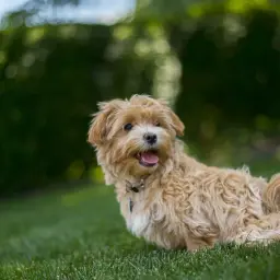 Uroczy, rudy maltipoo siedzi na trawie, z językiem na wierzchu, gotowy do zabawy.