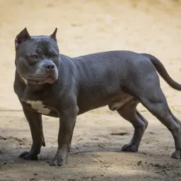 Potężny american bully, choć jego postawa może sugerować agresję, stoi spokojnie na piaszczystym podłożu.
