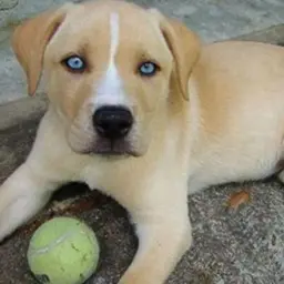 Uroczy szczeniak rasy huskador z niebieskimi oczami leży obok piłki tenisowej, gotowy do zabawy.