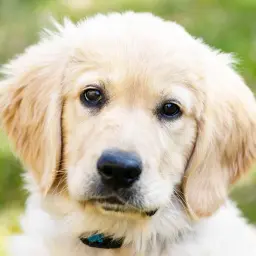 Uroczy szczeniak golden retriever mieszaniec z błyszczącymi oczami patrzy wprost na Ciebie.