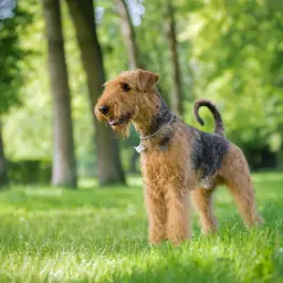 Airedale terrier w parku, jego cena może być wysoka, ale radość z posiadania takiego psa bezcenna.