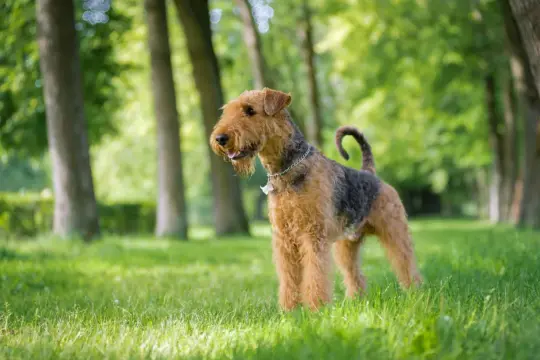 Airedale terrier w parku, jego cena może być wysoka, ale radość z posiadania takiego psa bezcenna.