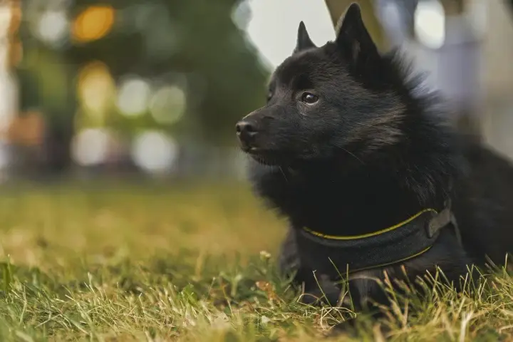 Czarny schipperke leży na trawie, jego cena może być różna w zależności od hodowli.