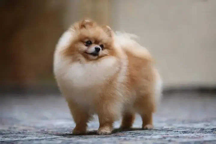 Uroczy szpic pomeranian, którego cena może być wysoka, prezentuje się majestatycznie na dywanie.