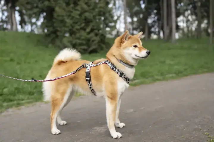 Shiba pies w szelkach na spacerze. Zastanawiasz się nad shiba pies cena?