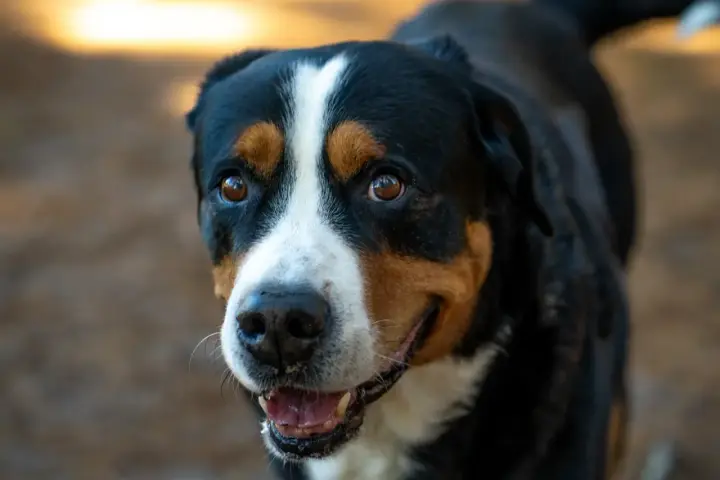 Uśmiechnięty pies rasy entlebucher. Zastanawiasz się nad entlebucher cena? Ten pies jest wart każdej ceny!