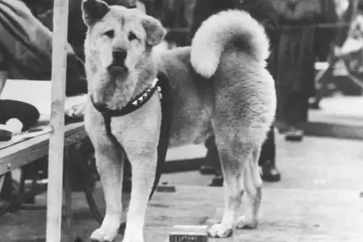 Wierny Hachiko, pies rasy Akita, czeka na swojego pana na stacji.