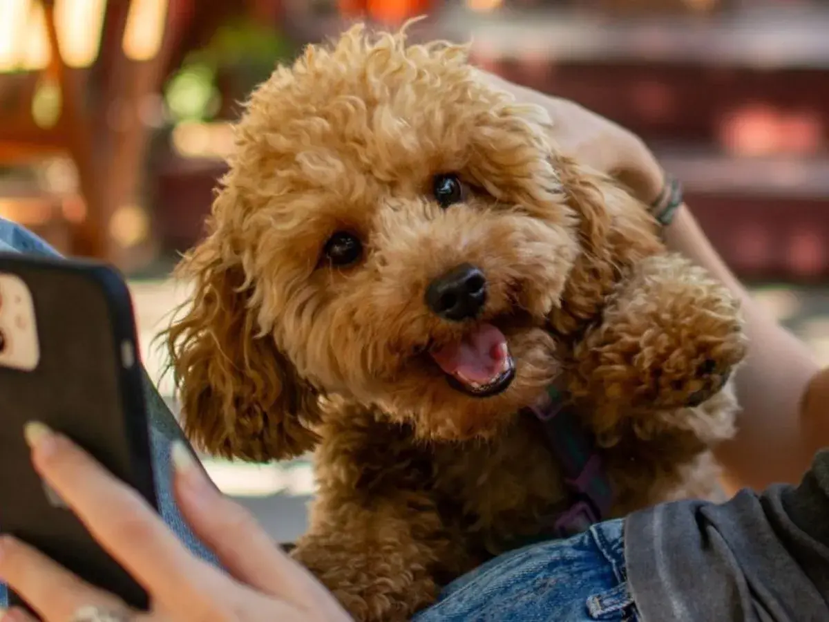 Rudy maltipoo z otwartym pyszczkiem patrzy na telefon.